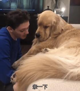 怎么惹金毛生气,金毛惹主人生气