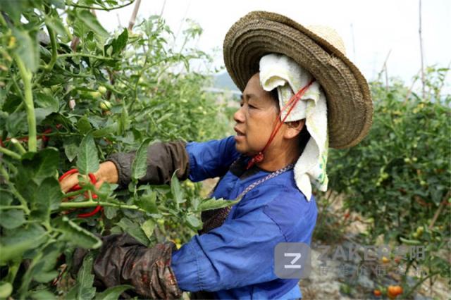 贵州榕江黑木耳丰收助农增收致富,贵州黔西林下养殖闯出致富路