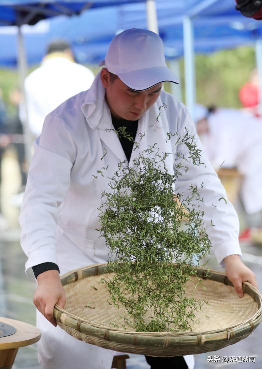 湘西黄金茶叶,湘西的黄金茶中国排名