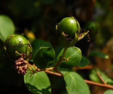 紫薇 LagerstroemiaindicaL.