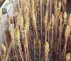 北方农业种植致富项目,农业种植致富项目有什么