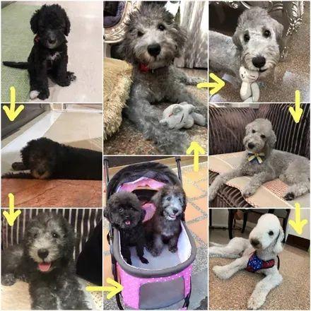 黑狗换毛期,黑狗换毛期变白