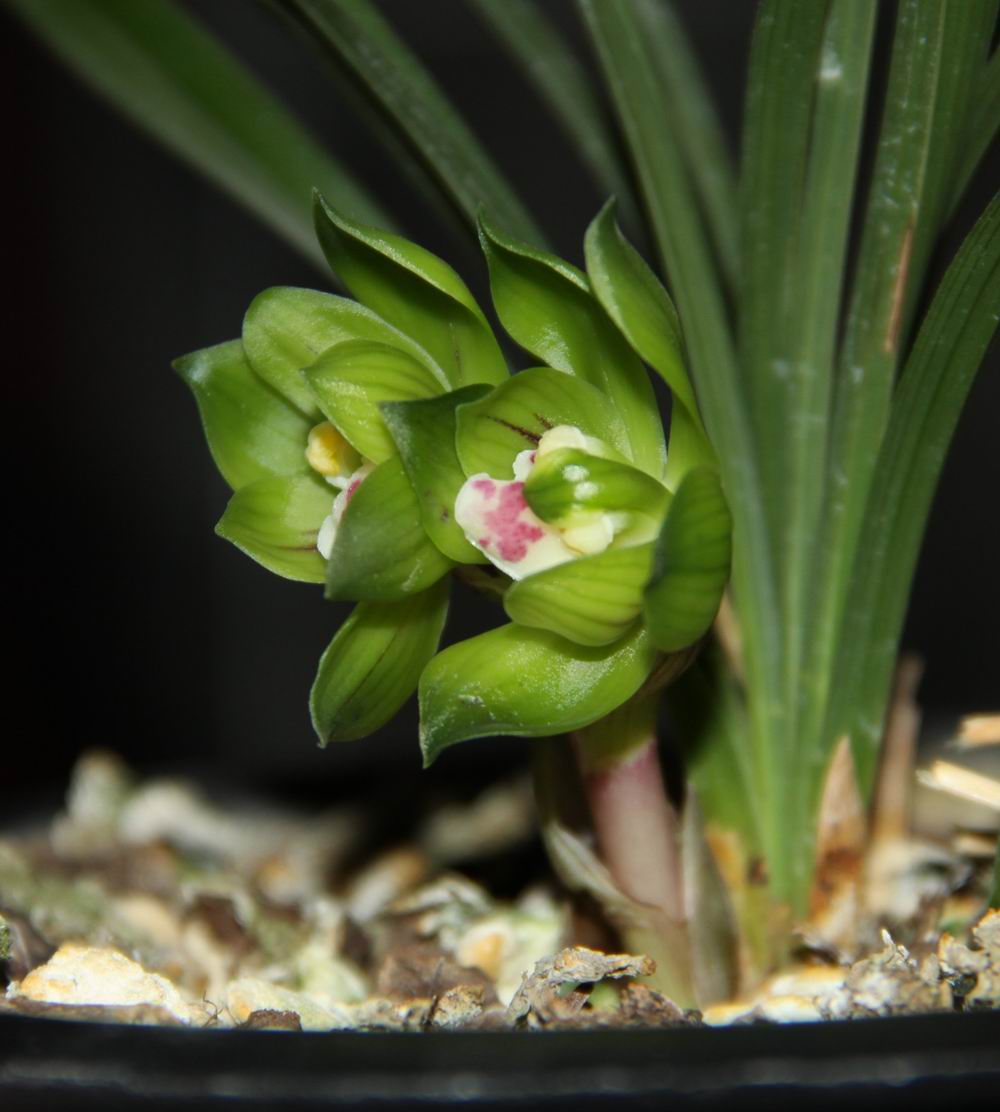 秋季适合养的花草品种大全,什么兰花开得好看又好养