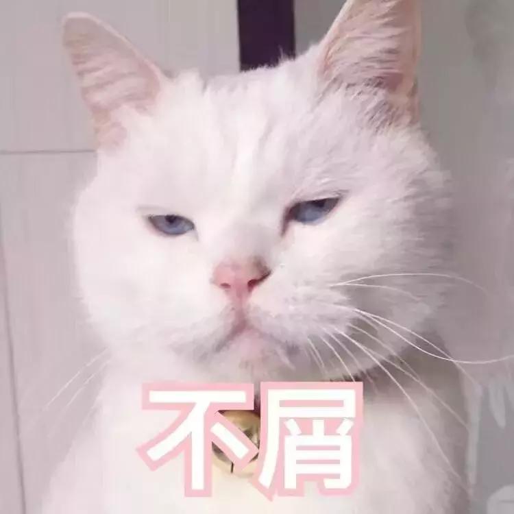 喵星人的反应能力超出常人,喵星人战斗力有多强