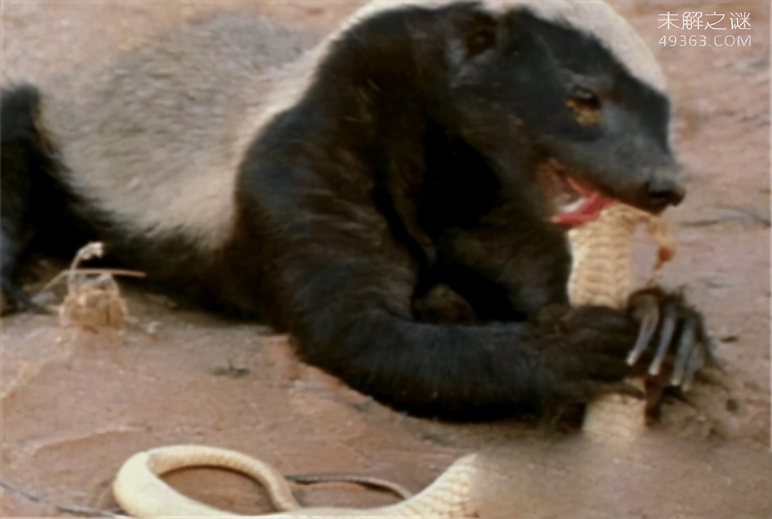 蜜獾平头哥和科莫多巨蜥,平头哥蜜獾为什么不怕蛇