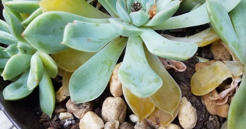 让多肉盆栽蓬勃生长的6个妙招,多肉盆栽夏季怎么养护