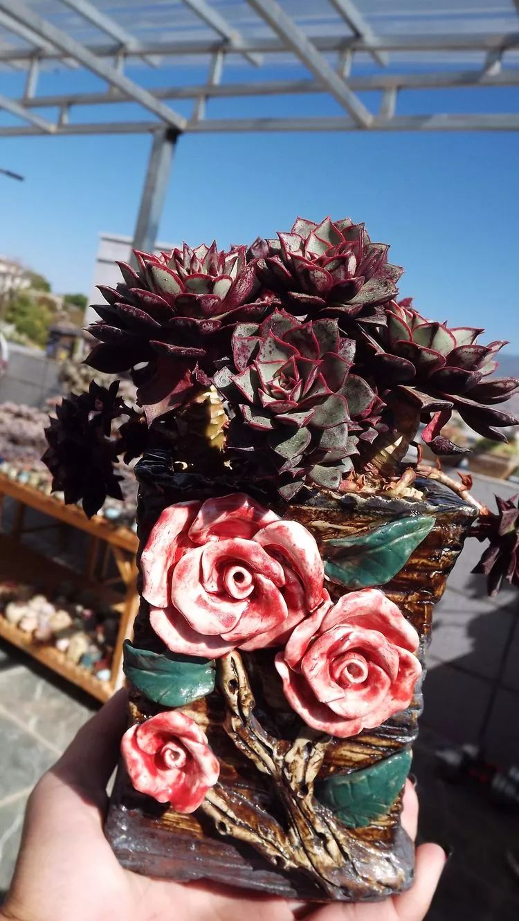 爱机车,爱多肉,宝妈花姐的诗和远方