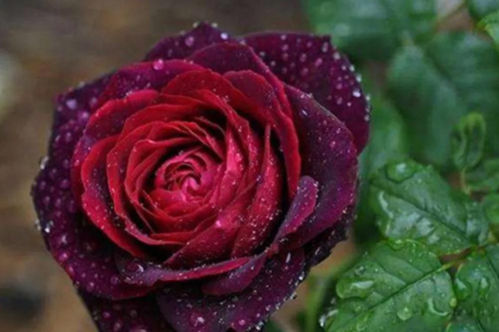 花店必备的5款玫瑰,花店常用的10款玫瑰花是哪些品种