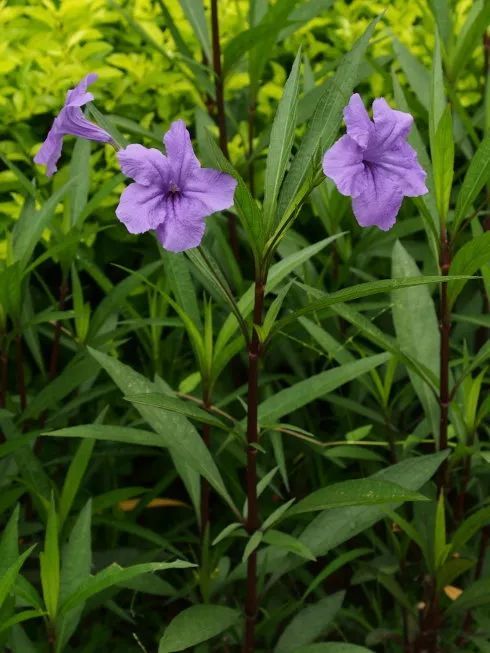 100种常见观叶植物图鉴史上最全,农村常见的100种植物
