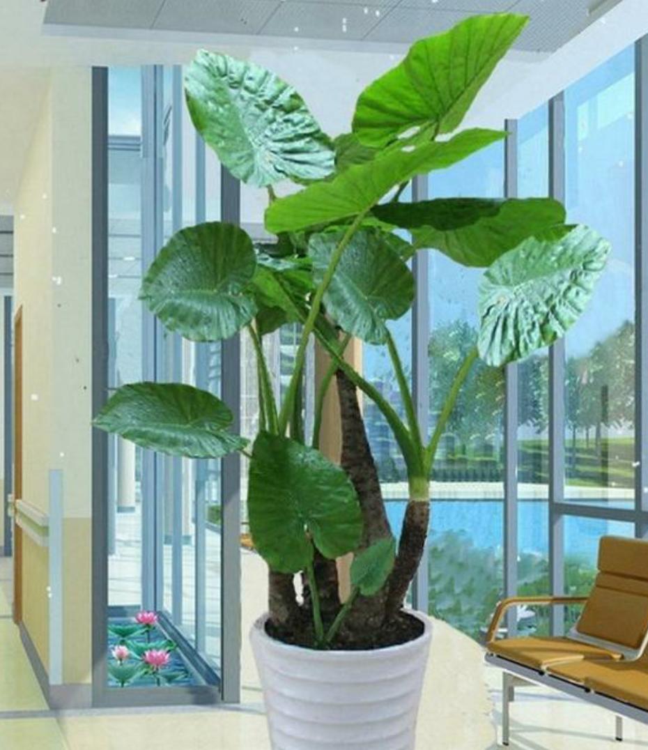 汁液有毒的植物有哪些,盆栽植物汁液有毒