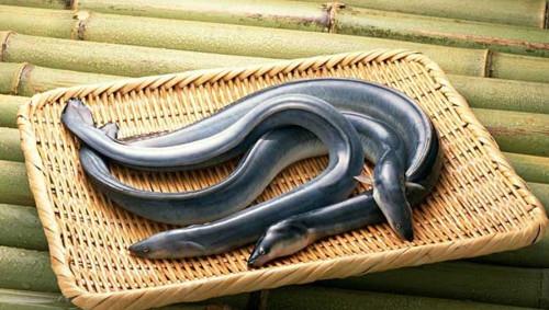 鱼鳅的营养,鲶鱼和黄骨鱼哪个营养价值高