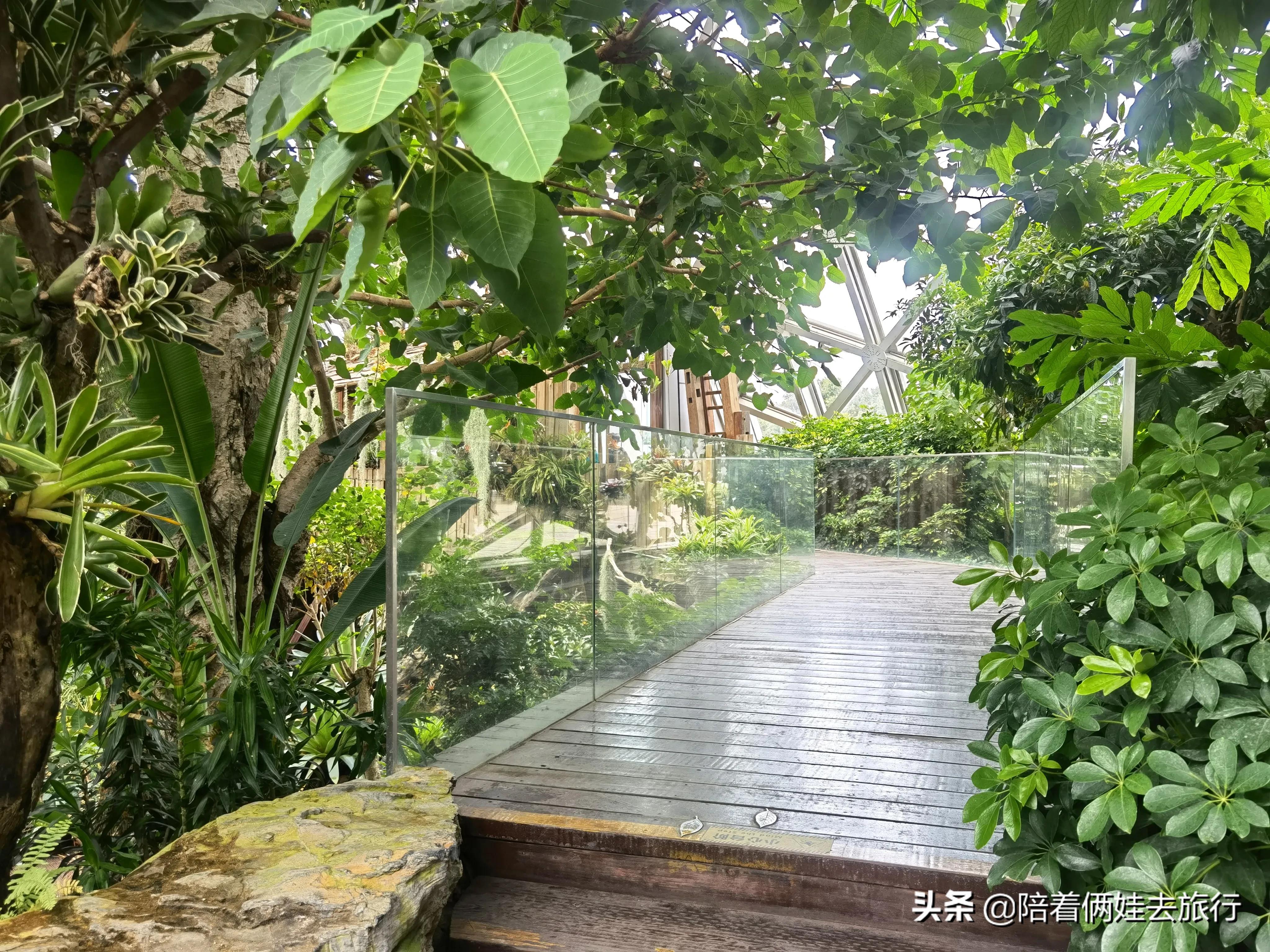 上海辰山植物园矿坑花园,辰山植物园矿坑花园修好了吗