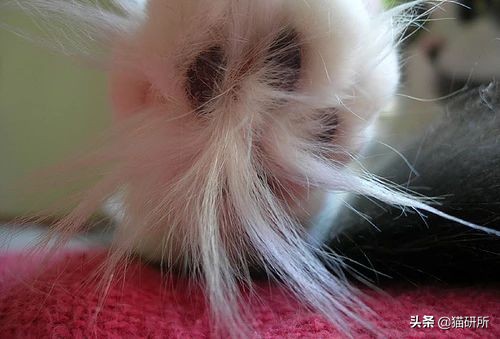 猫咪脚上有伤口得把毛全剃了吗,猫咪冬天剪毛发会感冒么