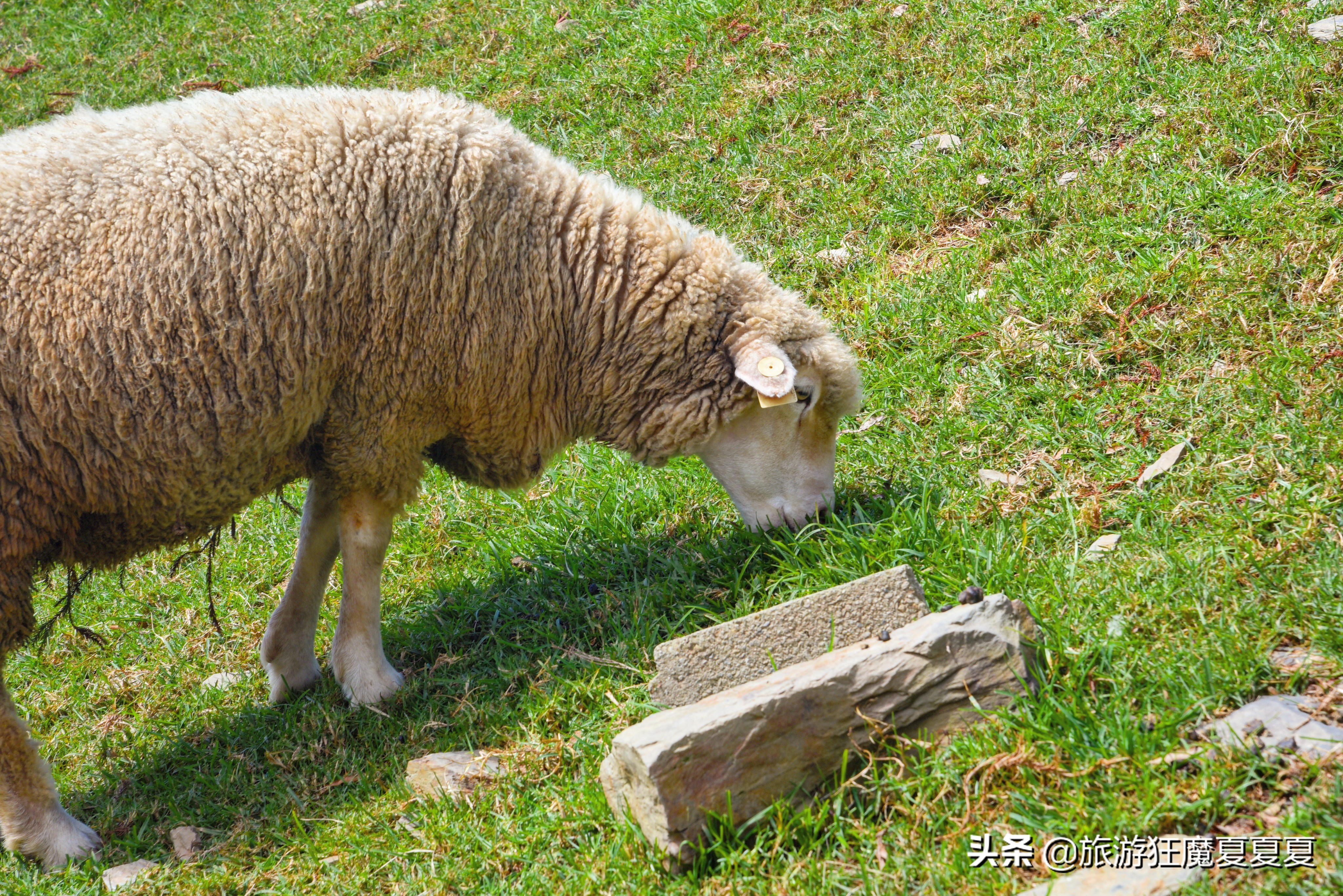 台湾清境农场，亲子旅游好去处，蒋经国先生都给予高度评价