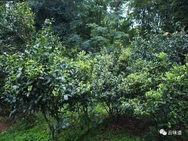 18万冰岛普洱茶,冰岛18年茶价格