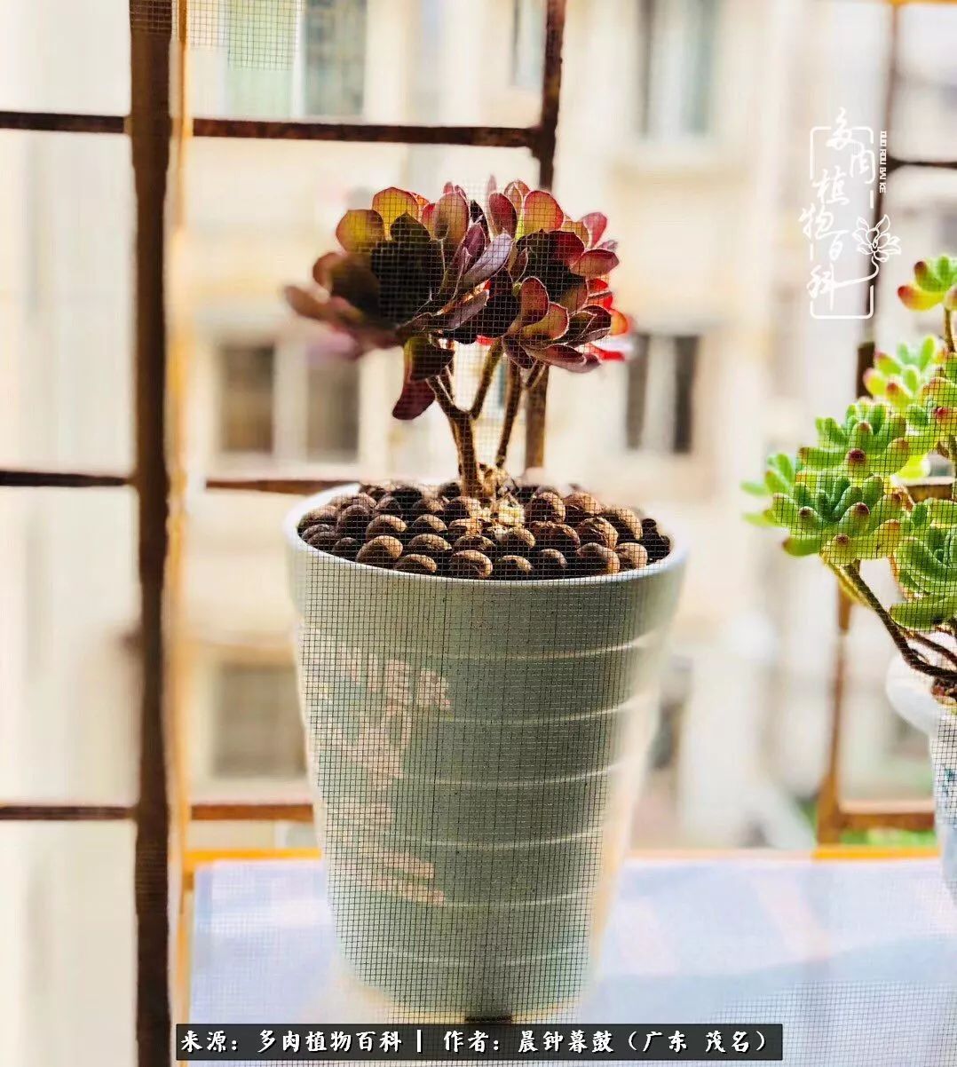 轻轻地告诉你，我的多肉也曾美过，不信你看看