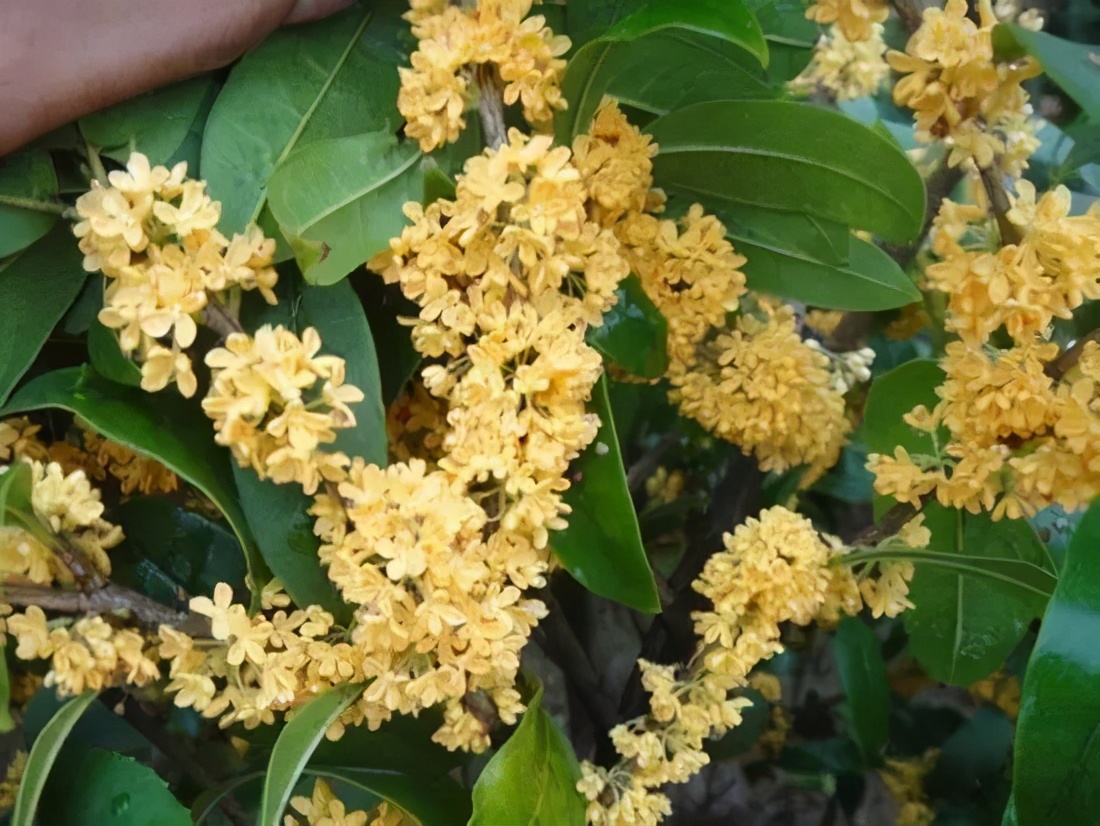 桂花发了好多新芽,桂花品种对比一览表