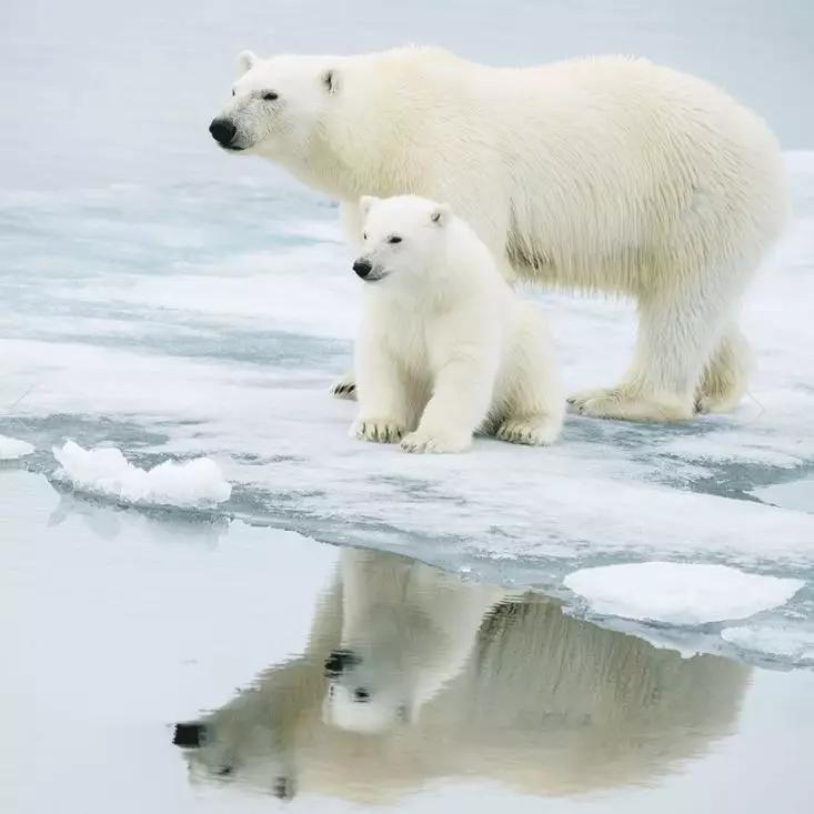 好看的耳饰整理,明星款耳饰