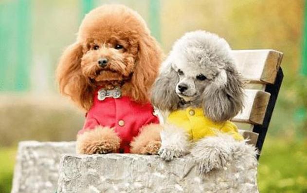 泰迪发情需要注意什么,泰迪发情有什么缓解办法