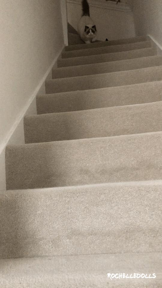 布偶猫身长四十厘米体重九斤,超级可爱的布偶猫有两万斤