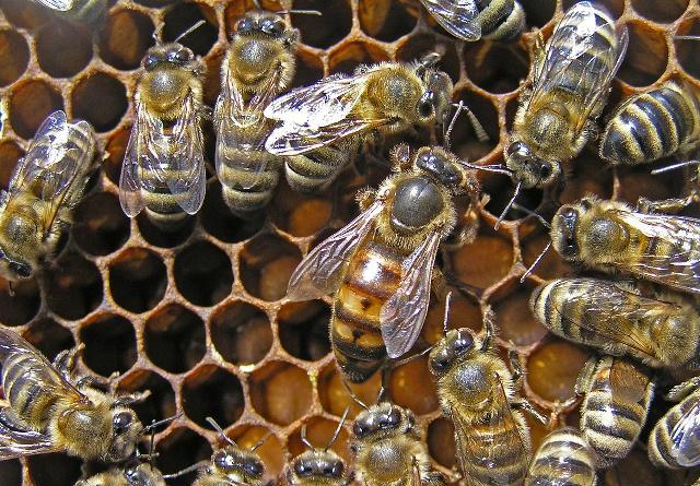 分蜂后蜂王又回来被围,怎么更换蜂王蜜蜂才不会分蜂