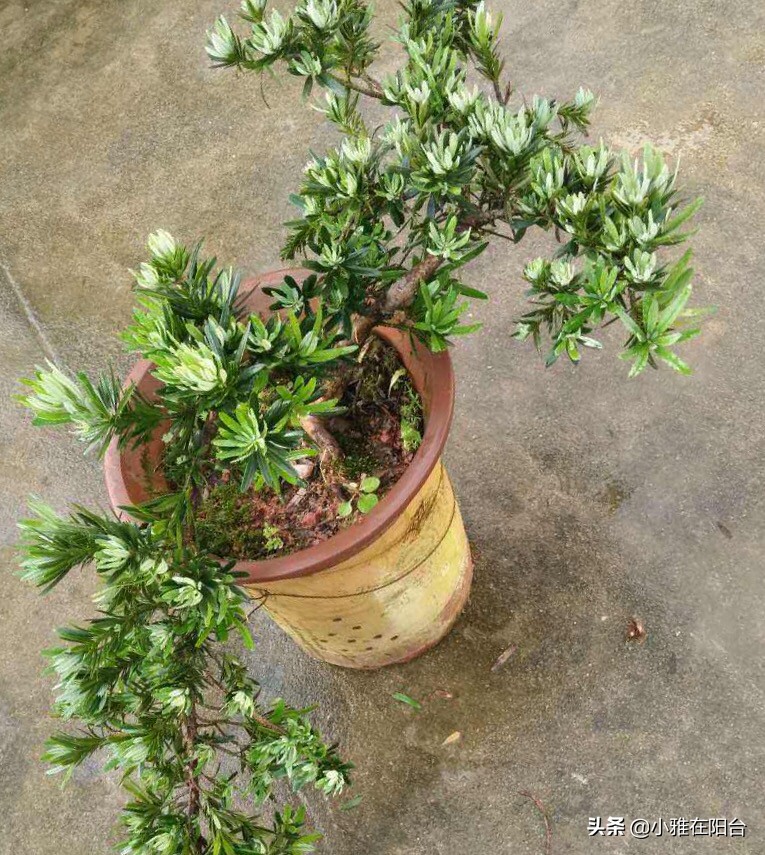 罗汉松枝条干枯黄叶怎么处理,罗汉松叶子干尖怎么补救