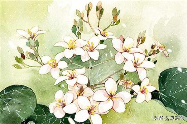 清明“初候”：桐始华，《易经》：往不胜，为咎，您可知其中含义