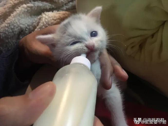 北京小公主靠吸猫血成百万大V，直播整容、大照骗、2年养死3只猫