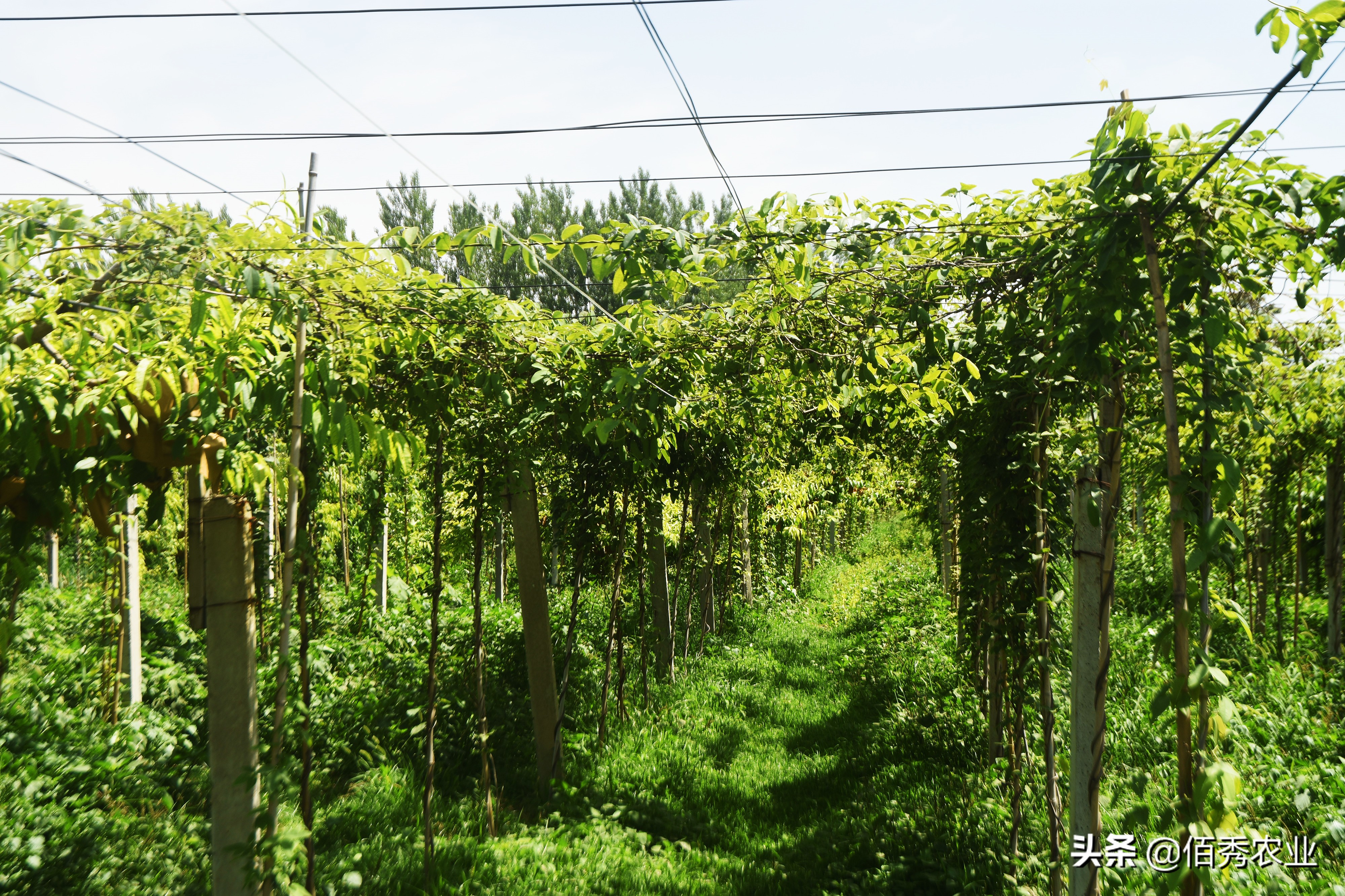 果园除草用什么除草剂最安全最好,现在果园用什么除草剂效果最好