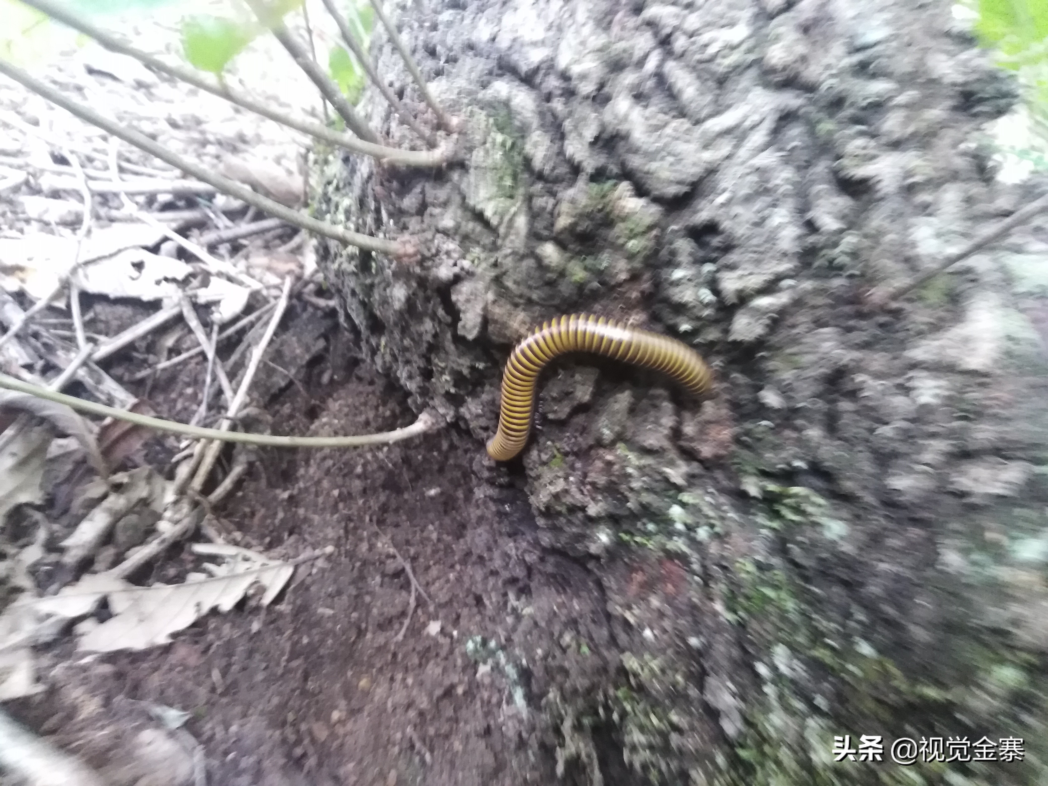 大别山稀有灵芝,大别山野生灵芝