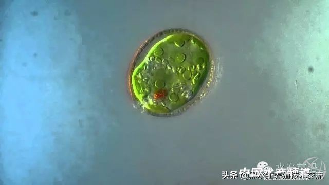水产藻类大全图片,水产藻类知识大全