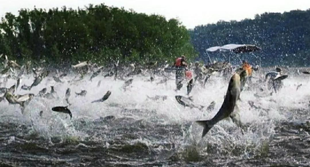 亚洲鲤鱼到底有多厉害,亚洲鲤鱼泛滥成灾的视频