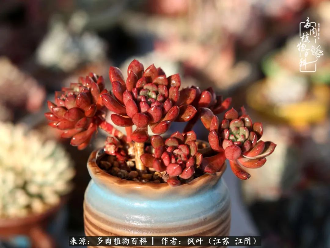 春有约，花不误，多肉与春天有个约会