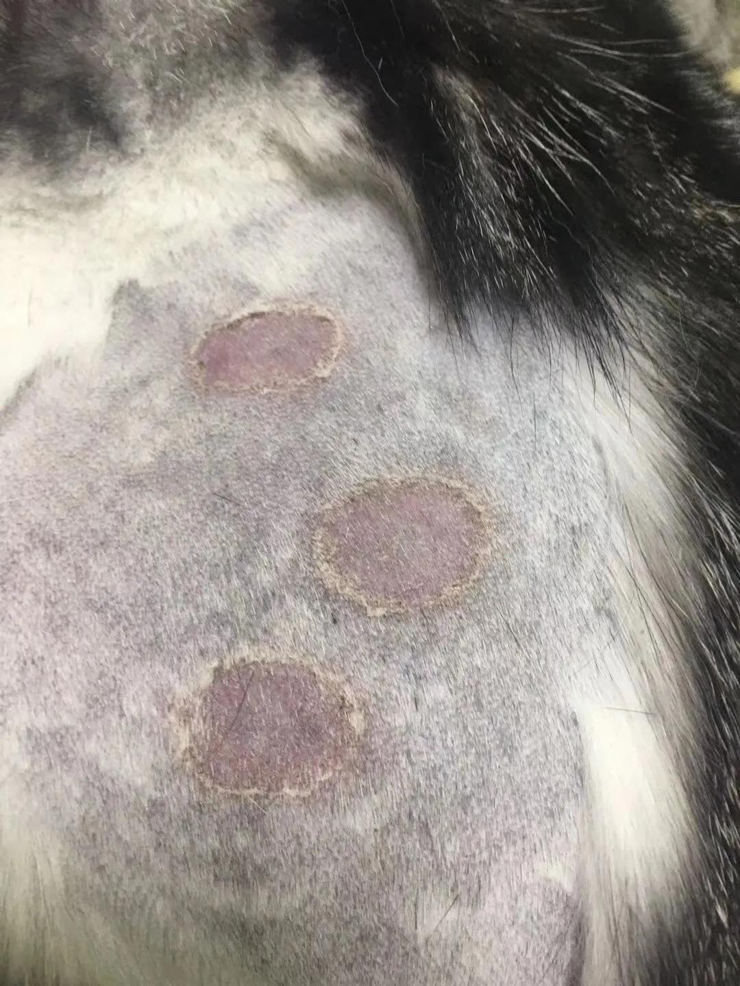 毛真菌感染治疗方法,毛孩子反复感冒怎么办