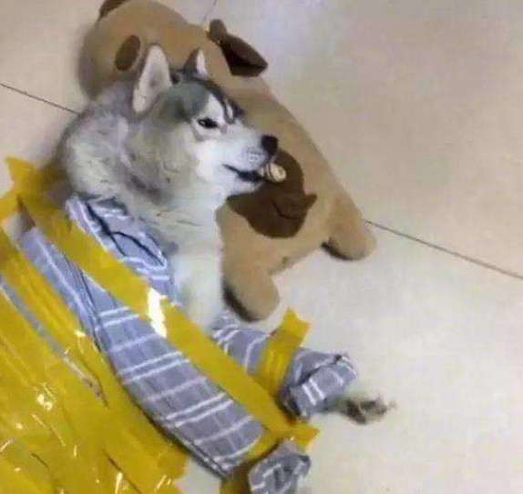 如果狗丢了如何快速找到狗,狗丢了怎么寻狗