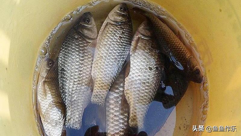 钓鱼人之殇：如何解决老婆不让钓鱼的问题