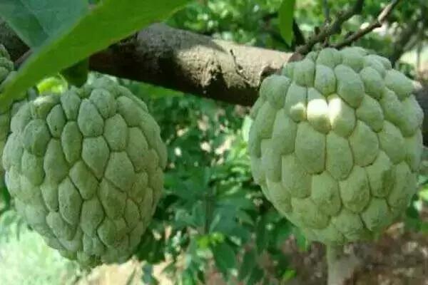 湛江释迦果,我们吃不起的五大顶级海鲜