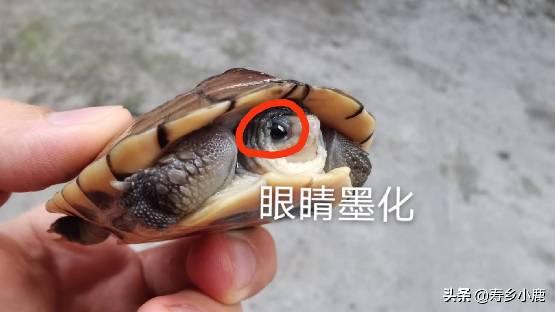 什么样石龟才算好龟,四眼龟跟养殖四眼龟有什么不一样