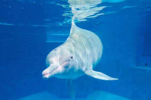 野生动物法规定哪些动物不能吃,现在规定哪些野生动物不能吃