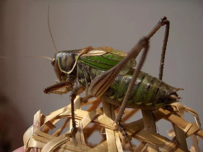 2019十大养殖品种图片,这两年最火的养殖品种