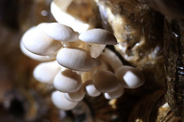 食用菌生产中的病虫害有哪些,食用菌种植方法及注意事项