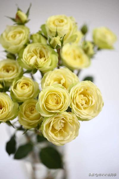 推荐一下多头月季花,100种月季品种大全