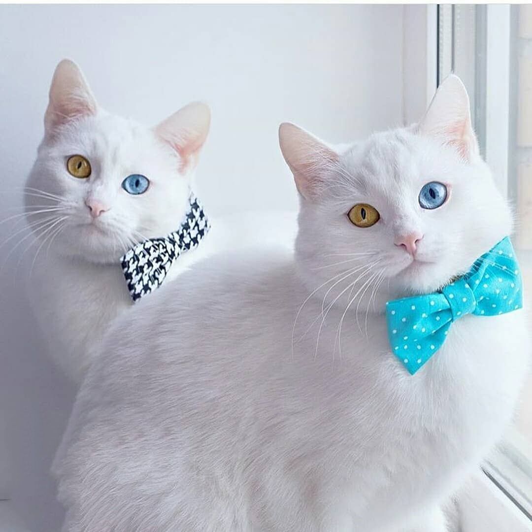 中华田园橘白猫脾气好吗,中华田园白猫配什么猫