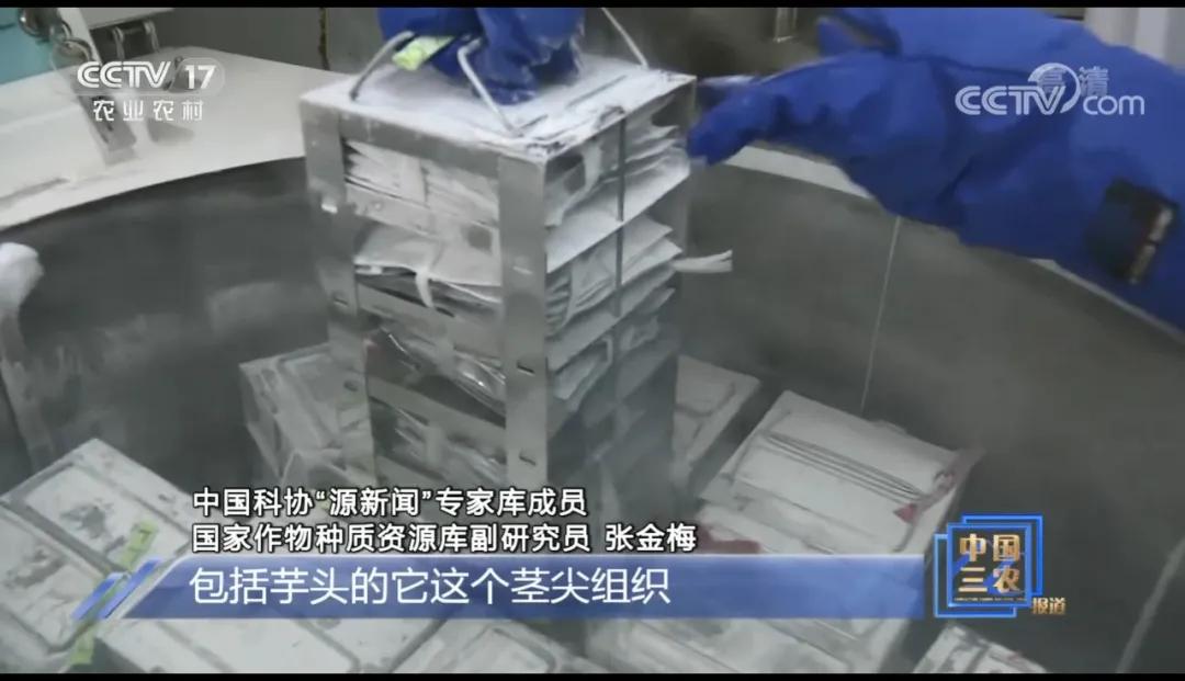 什么样的种子可以确保品相一样,种子如何进入种质库