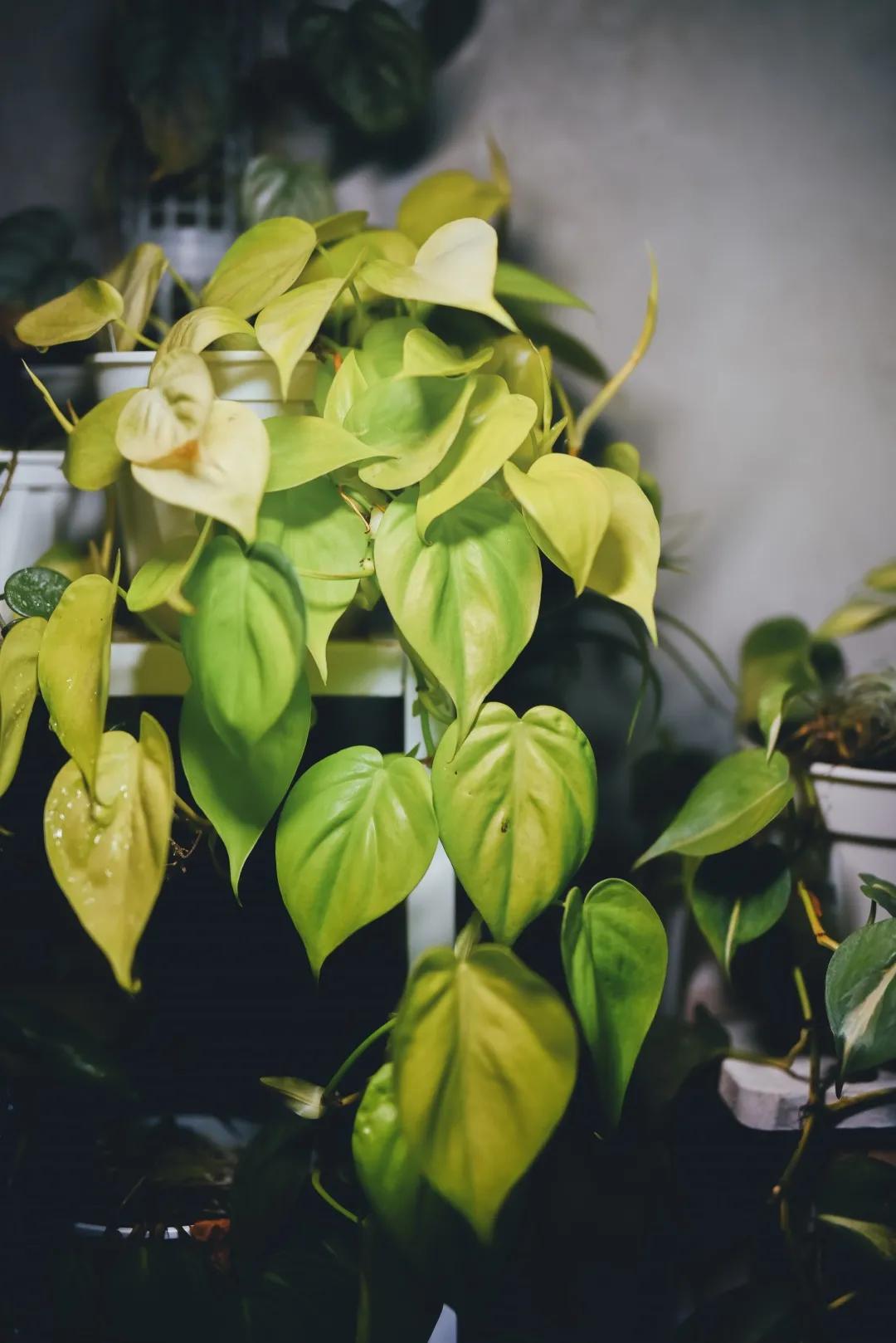 没花园怎么种花？从东北到广东，4位大神在室内种出植物园，绝美