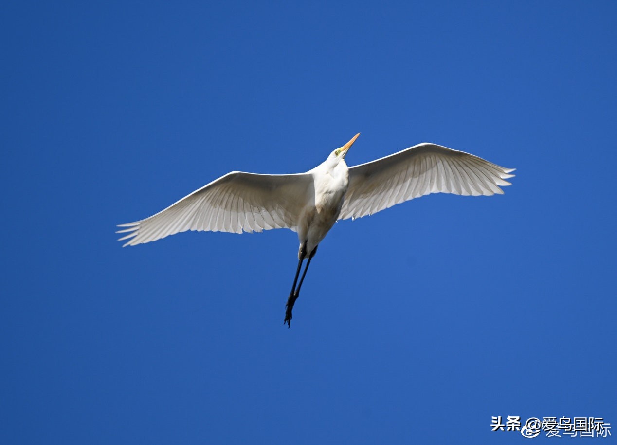 尼康z9有希望更新人像模式吗,尼康z9为什么适合打鸟