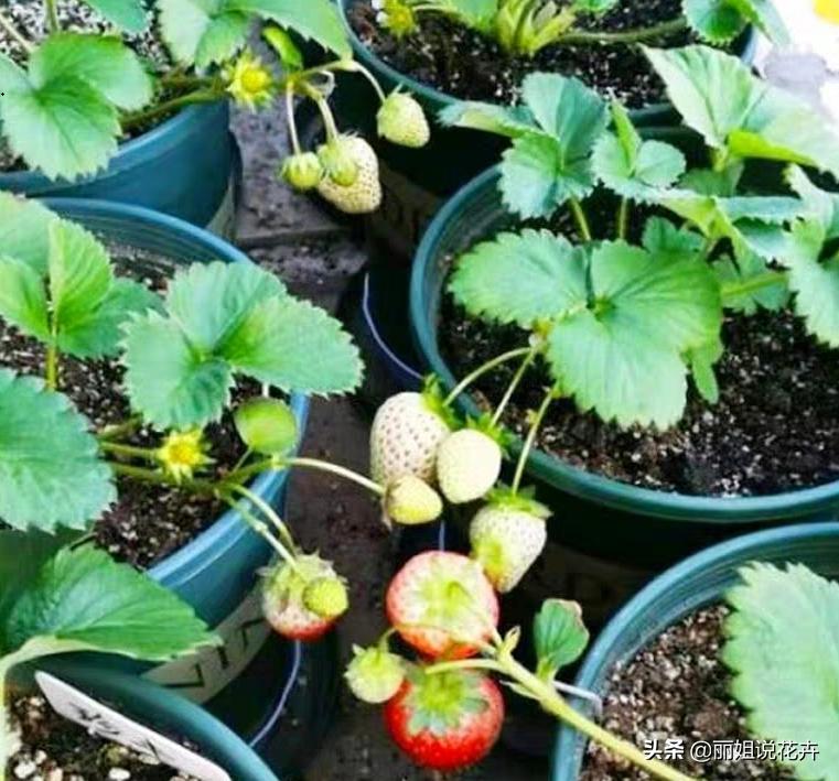 盆栽草莓怎么打红蜘蛛,盆栽草莓长了红蜘蛛怎么治