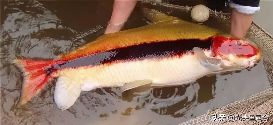 长江保护鱼类,有关长江鱼类资源保护