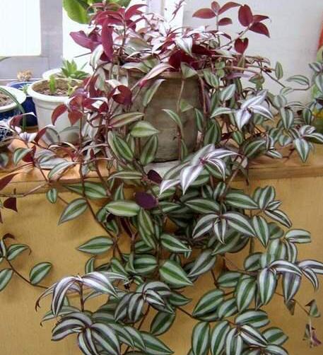 马蹄莲和睡莲一样吗,花卉绿植盆栽马蹄莲怎么养