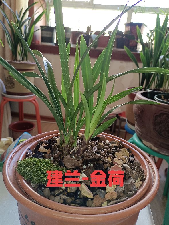 建兰怎么才能养好,不知不觉养了这么多宠物